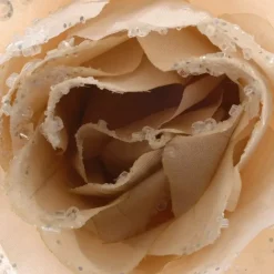 Fiore decorativo con pinza Rosace Perla