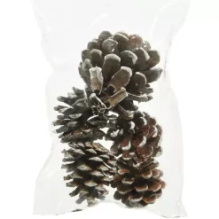 Set di 5 pigne Pinus nigra innevato Ecru