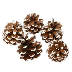Set di 5 pigne Pinus nigra innevato Ecru